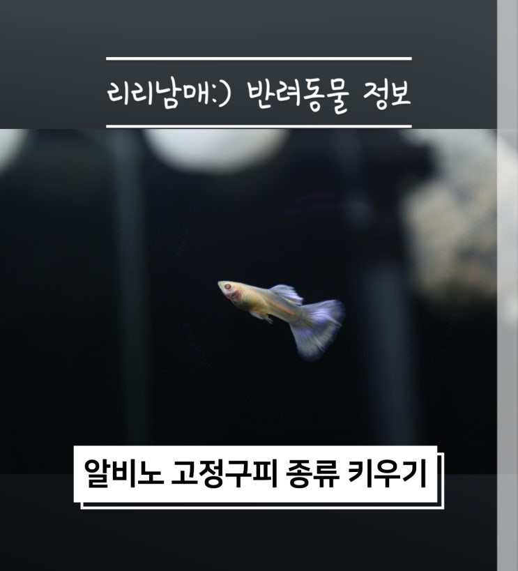  알비노 눈동자가 빨간 고정구피 종류 , 네슈화 핑크키티 키우는 방법
