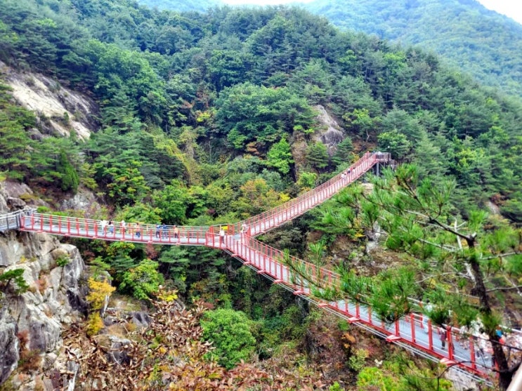  거창 Y자형 출렁다리 - 주차방법, 입장료, 항노화 힐링랜드, 숲놀이터 (경남 가볼만한곳)