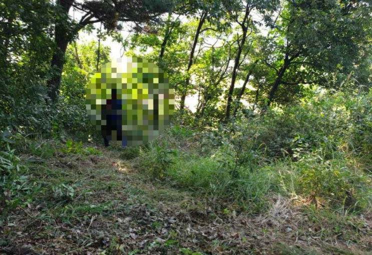  2022년 김천시 어모면 도암리 벌초 고인돌장묘개발 김천벌초 #벌초 #선산벌초 #구미벌초 #상주벌초 #문경벌초 #성주벌초 #칠곡벌초 #벌초대행