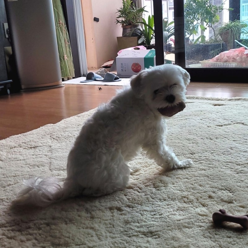 인제오개