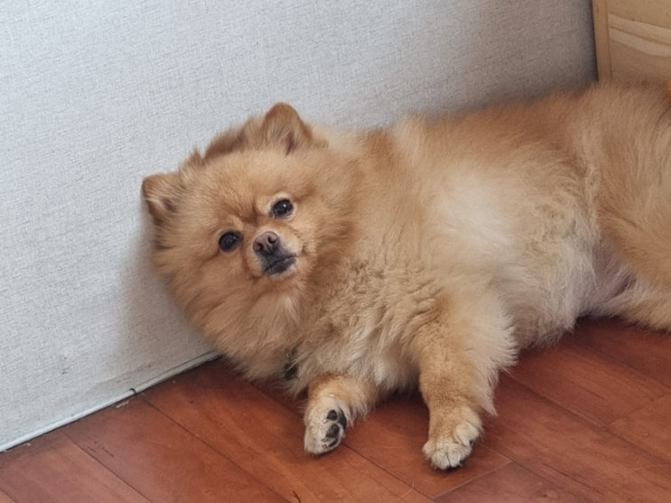 자다 일어나는 간식 기다리는 사랑이