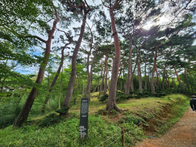  기장 산림욕하기좋은 아홉산숲