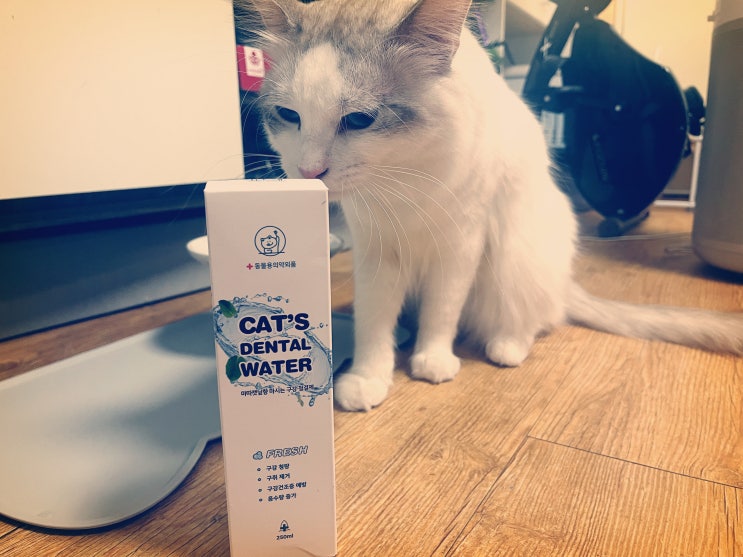 고양이 입 냄새 걱정 No~ 마시는 고양이치약 캣덴탈워터 리뷰 고양이 입 냄새 걱정 No~ 마시는 고양이치약 캣덴탈워터 리뷰