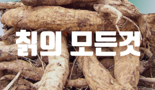  칡 효능, 부작용 , 주의사항 , 복용법(칡즙,칡녹말,칡뿌리)