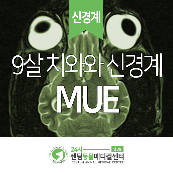  [신경계] 9살 치와와 <MUE> Meningoencephalitis of unknown etiology, 뇌수막염 / 24시 센텀동물메디컬센터 연산점 강아지 발작 경련 동물병원