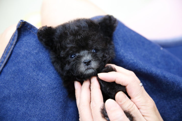  강아지 산책팁! 울산강아지분양 달링하이울산점에서 알려드려요. 분양갔던 아가몽들의 산책소식이 종종 들려오고 있어요^^