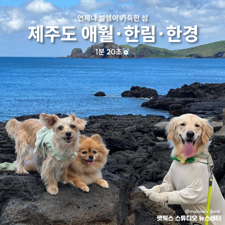  제주도 애월 한림 한경 강아지랑 함께 가볼 만한 곳