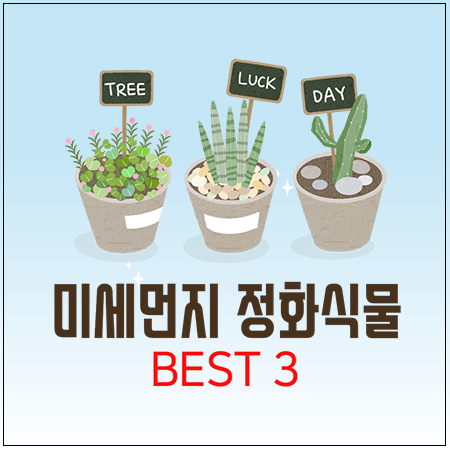  미세먼지 정화식물 BEST3 추천!