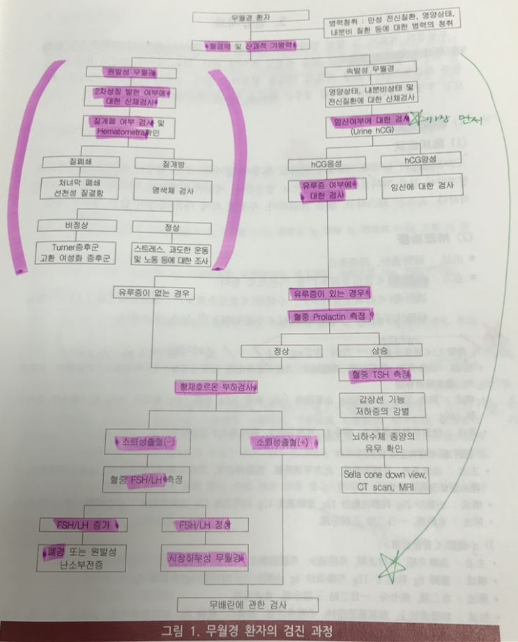  무월경 Amenorrhea "생리를 안해요"