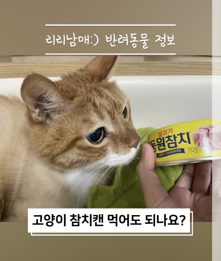  고양이가 참치캔 먹어도 될까 사람용은 먹으면 안되는 음식이예요