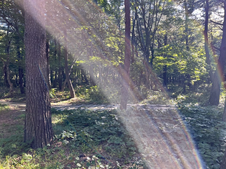  [울릉도/산책] 추산 ~ 나리분지 탐방로 (+추산 몽돌해변)