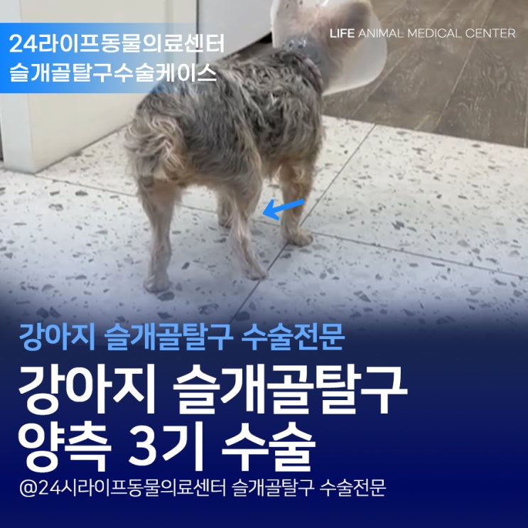 대구 강아지 슬개골탈구수술 : 강아지슬개골탈구수술은 24시동물병원에서! 달서구 라이프동물의료센터