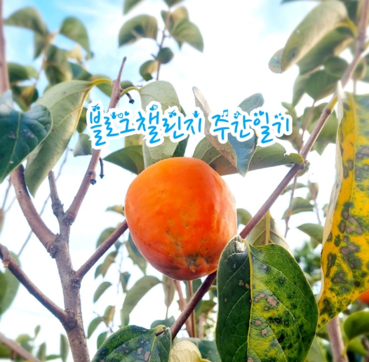 [블챌] 블로그챌린지 주간일기 9/30~10/6