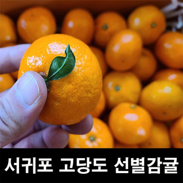  비가림귤 제주 노지귤 맛있는 곳