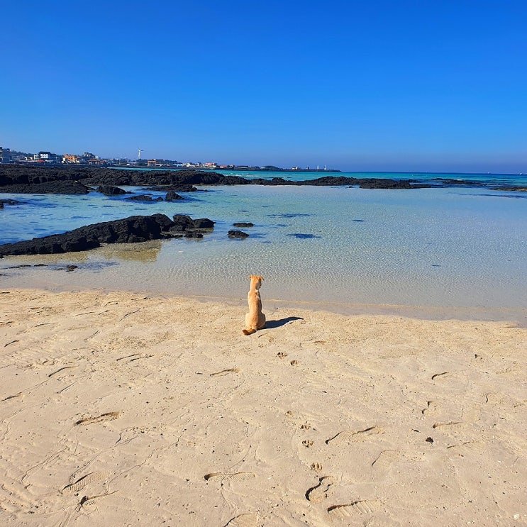  제주도 애견동반 반려견과 함께 가볼만한곳 협재해수욕장, 금능해수욕장, 제주 야자수군락지