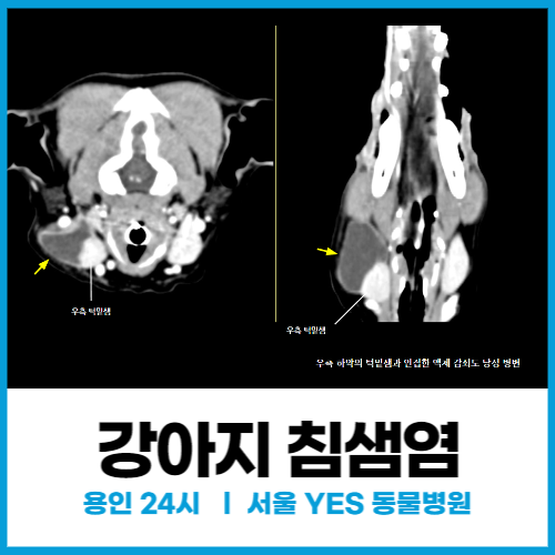  [외과] 강아지 침샘염, 강아지 턱이 심하게 부었을 때 치료법, 침샘 낭종 수술(용인 수술 전문 동물병원)