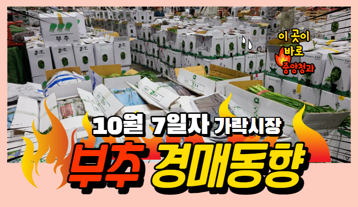  [경매사 일일보고] 10월 7일자 가락시장 "부추" 경매동향을 살펴보겠습니다!