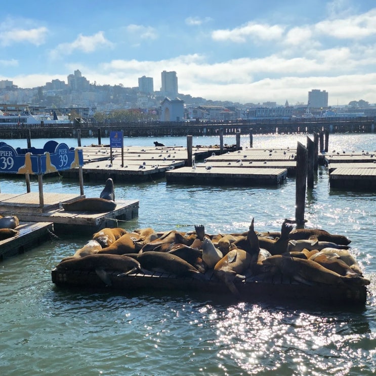  미국 여행 Day 1, 샌프란시스코 (Pier39, 클램차우더)