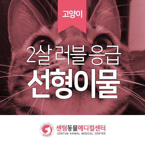 2살 러시안 블루 / 구토 식욕부진 / 선형이물 / Linear foreign body ingestion (부산 고양이 응급 동물병원, 센텀동물메디컬센터 수영점)