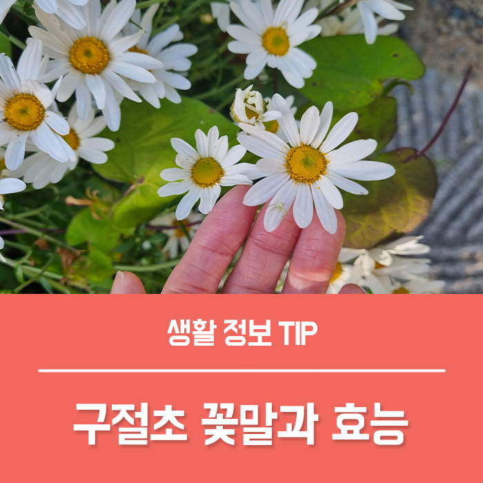  구절초 꽃말과 특징, 구절초 효능 4가지