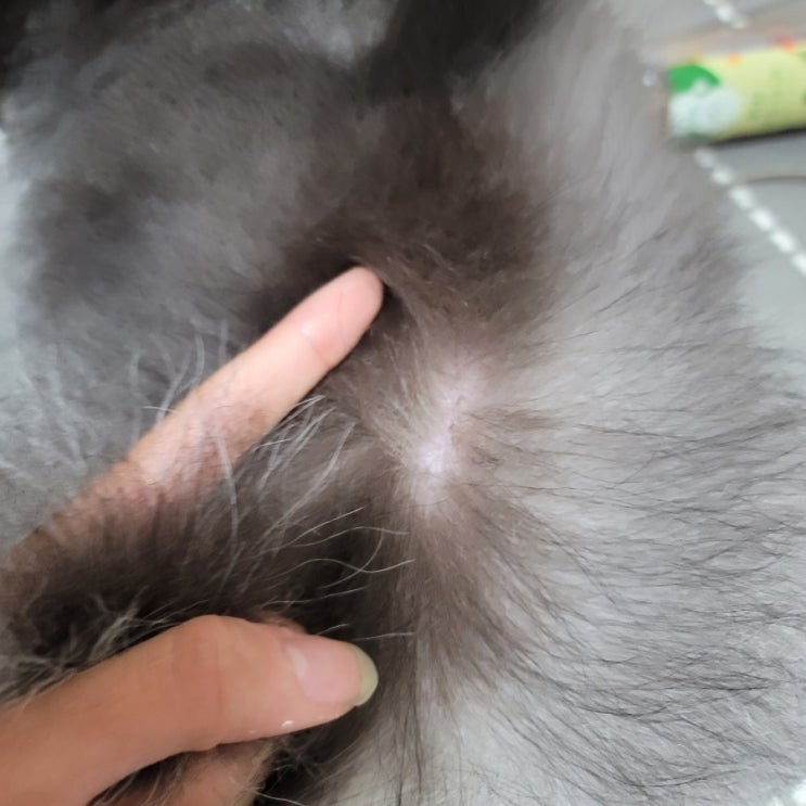  강아지 탈모 털빠짐 피부병 포메 알로페시아X 증상