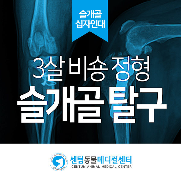 3살 비숑 <양측 내측 슬개골 탈구> Grade 3 (센텀동물메디컬센터 수영점 부산 강아지 파행 다리 교정 수술 재활 동물병원)