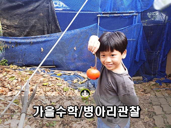  시골 자연체험 학습  가을수확 호박, 밤, 감, 병아리 자연관찰하기
