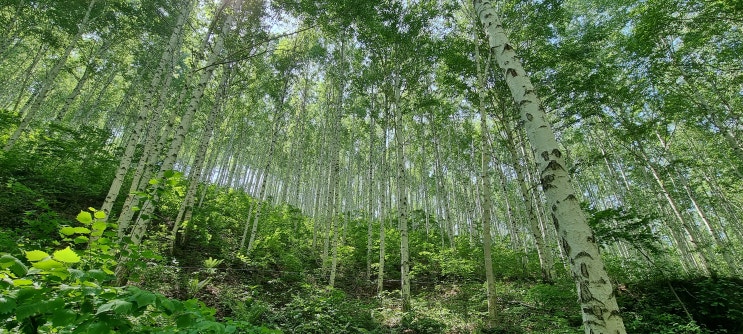 강원도 인제 가볼만한곳 추천 속삭이는 자작나무숲 & 인제 내린천 액티비티 짚라인: 강원도/인제