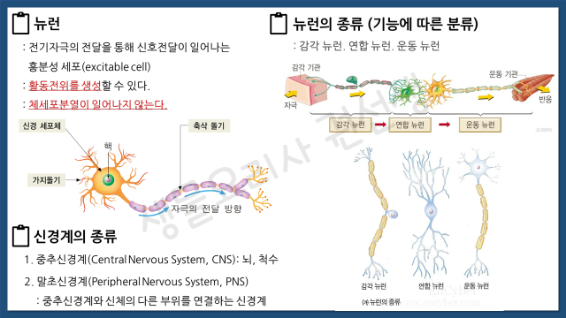 신경계 뉴런