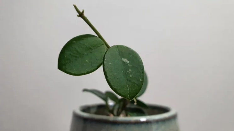  집에서키우는식물 호야 마틸다 키우기 수지안 토분 (From 생명나무농장카페 리틀장미님) How to Grow Hoya Matilde