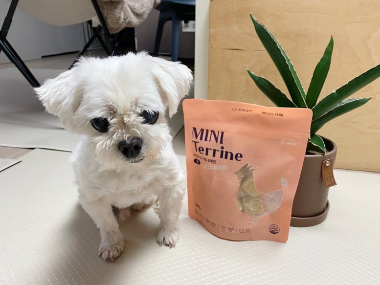  강아지 건강식은 역시 반려소반 미니테린이 대세!