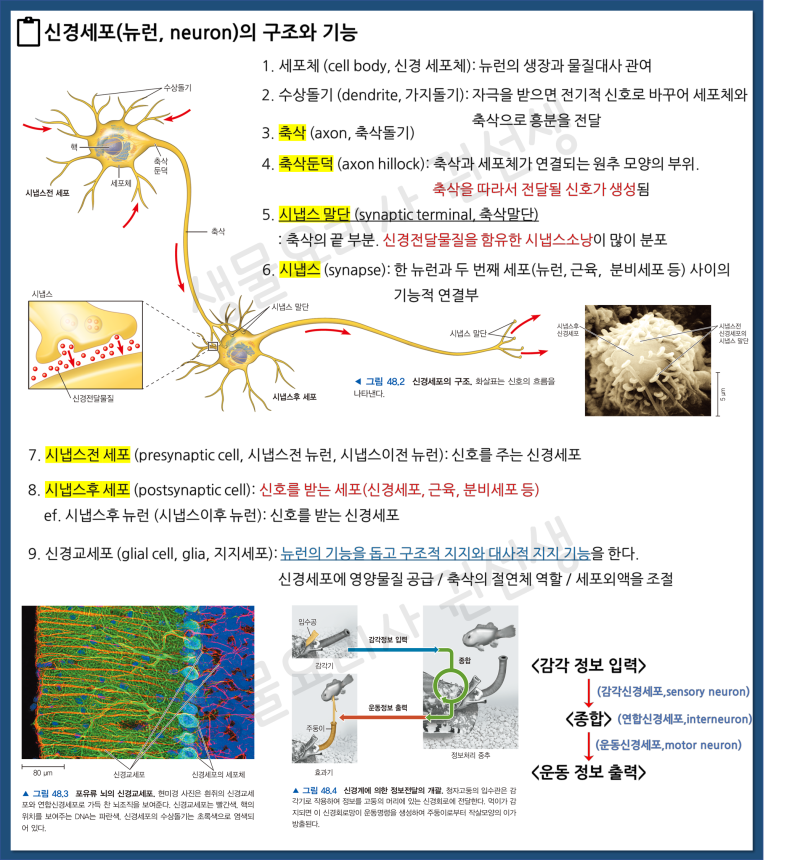 신경계 뉴런