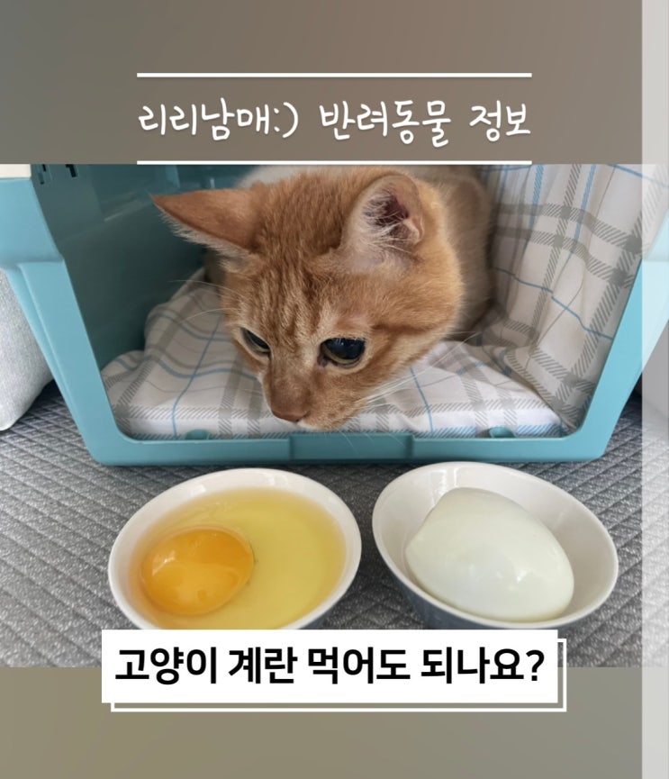  고양이 계란 노른자 급여해도 될까. 날계란, 흰자 급여는