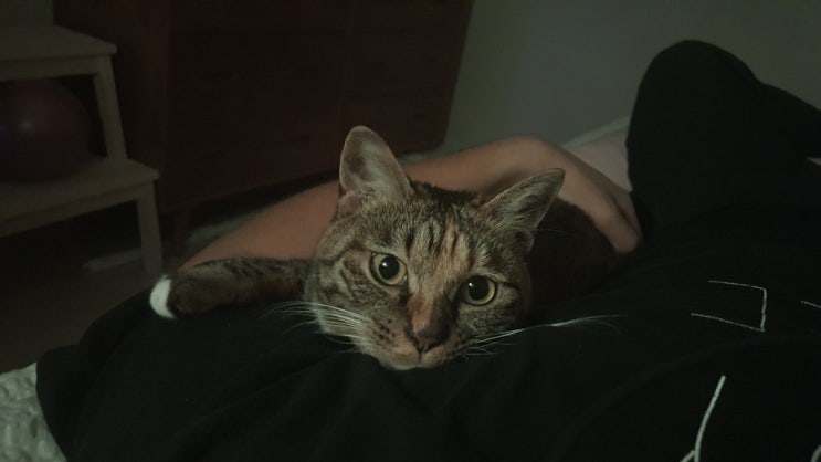  김아리 고양이 모래 교체
