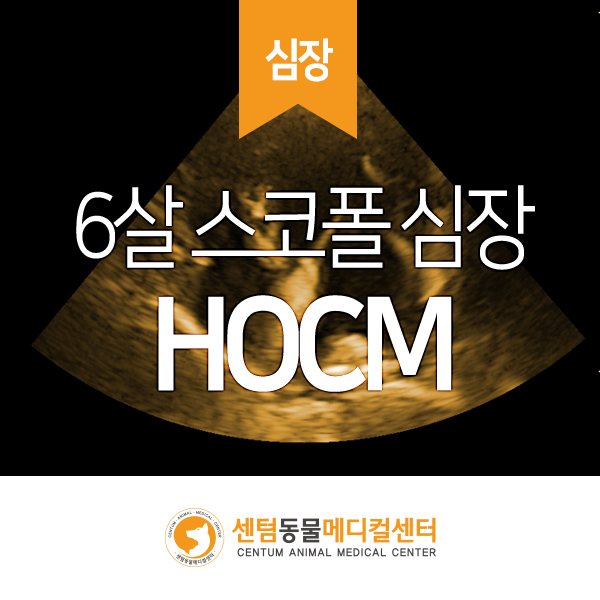 6살 스코티쉬 폴드 고양이 &lt;폐쇄성 비대성 심근병증&gt; HOCM (센텀동물메디컬센터 수영점 부산경남 고양이 심장 초음파 정밀분석 동물병원)