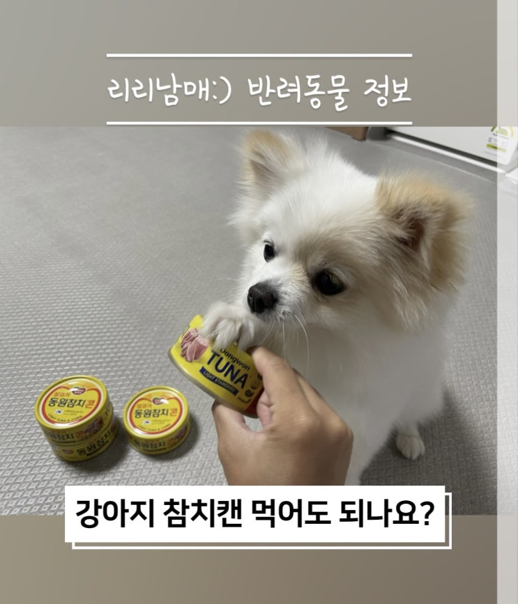  강아지 참치캔 먹어도 되나요 강아지가 먹으면 안되는 음식이예요