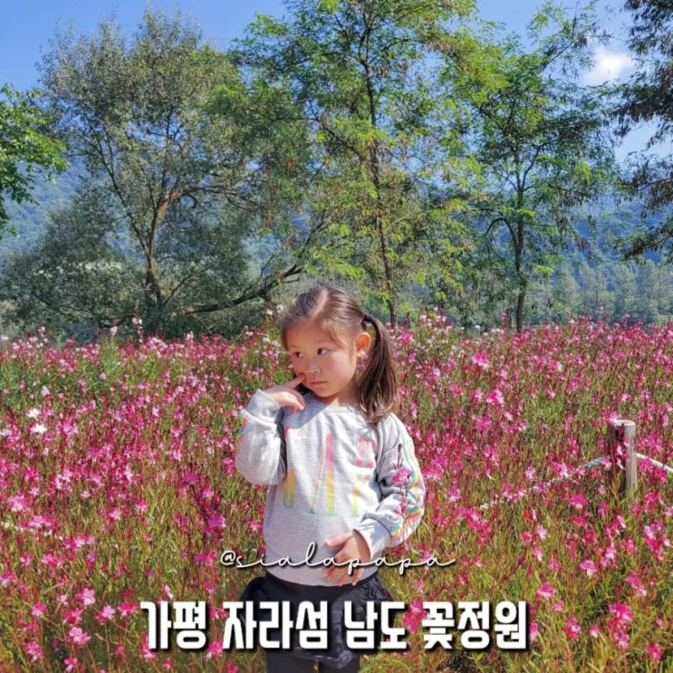  자라섬 남도 꽃정원 축제 서울 근교 드라이브하기 좋은 곳