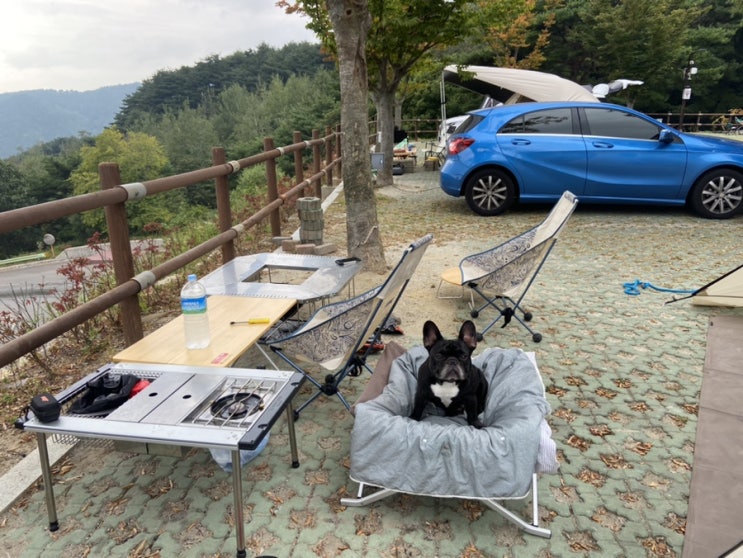  황매산미리내 오토캠핑장 반려견동반 경남캠핑장