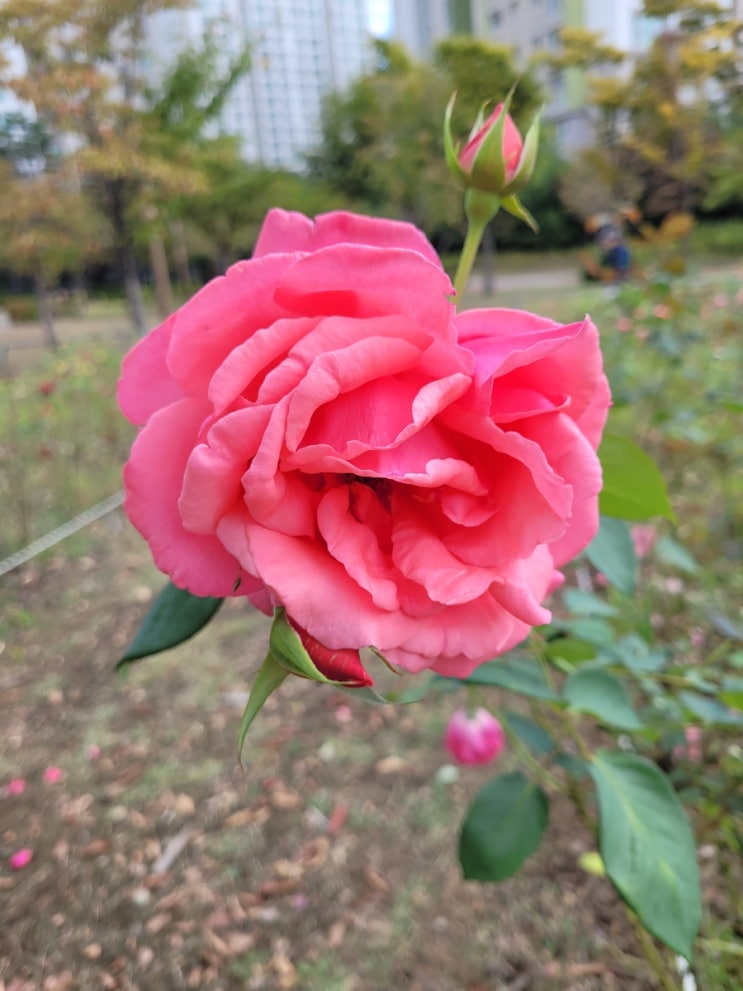  가을에 장미~