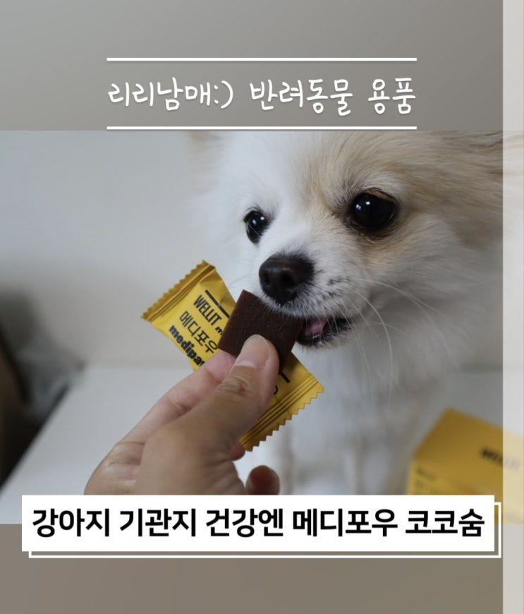 강아지 거위소리 켁켁거림 기침엔 강아지영양제 웰릿 메디포우 코코숨