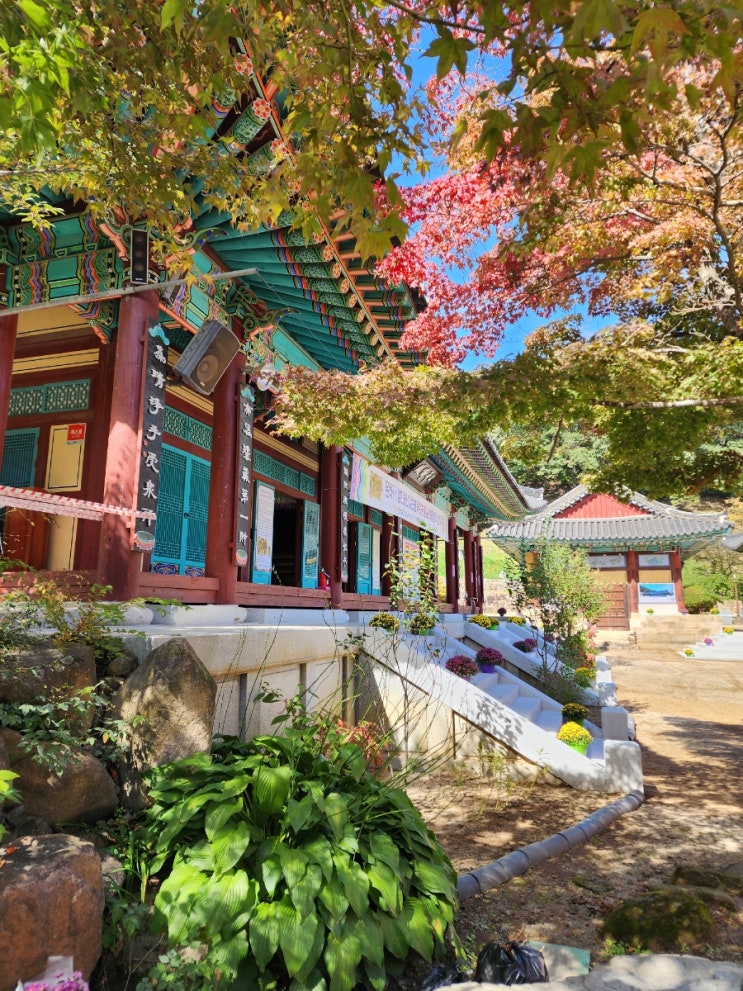 영천 은해사 단풍 가을산책길 사찰나들이