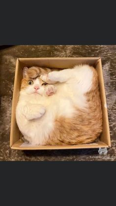  [고양이] 앗/귀여워/뭐야/이거/시선강탈/고먐미