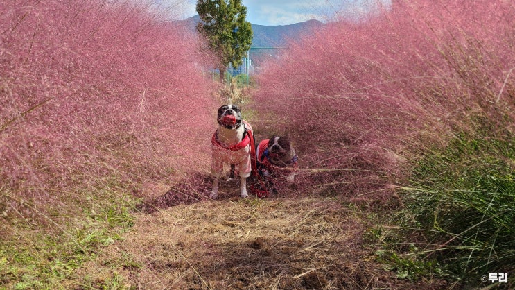 부산 대저생태공원 핑크뮬리 명소 산책 겸 강아지 인생샷 찍기