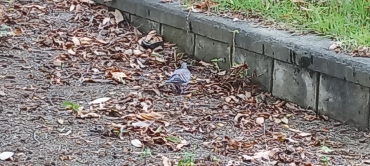 [동물일상] 기숙사 앞에서 마주친 "비둘기" 한 마리, 과연? 나뭇가지를 물고 어디로 날아간 것인가?