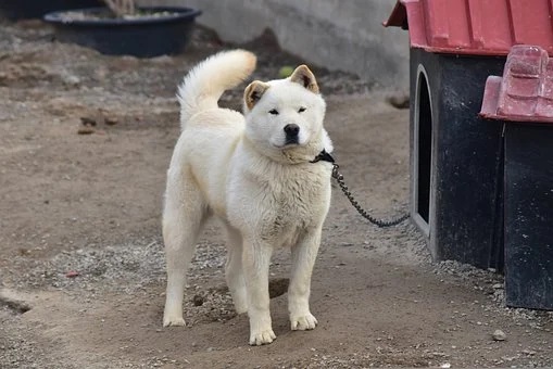사주팔자란 무엇인가?(#11) 지지 술토(戌)편 사주팔자란 무엇인가?(#11) 지지 술토(戌)편