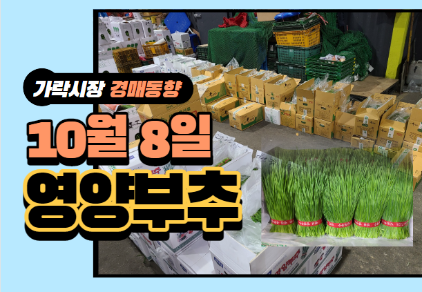 [경매사 일일보고] 10월 8일자 가락시장 "영양부추" 경매동향을 살펴보겠습니다!