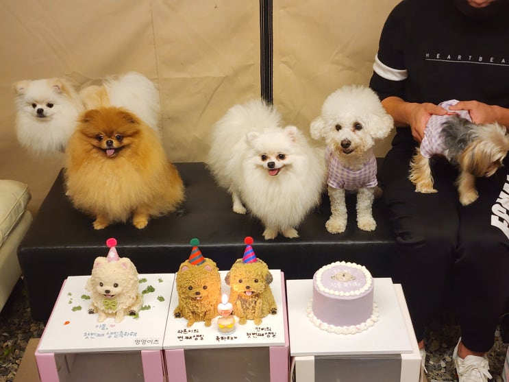  자연속에서 힐링하며 즐기는 경기도광주 애견동반 바베큐식당 일리다글램핑456