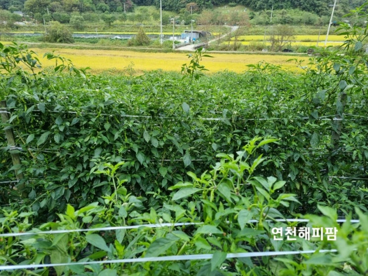  연천 노지 청양고추 꽈리고추