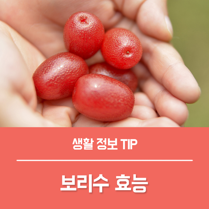 보리수 효능 4가지, 보리수 열매 먹는법