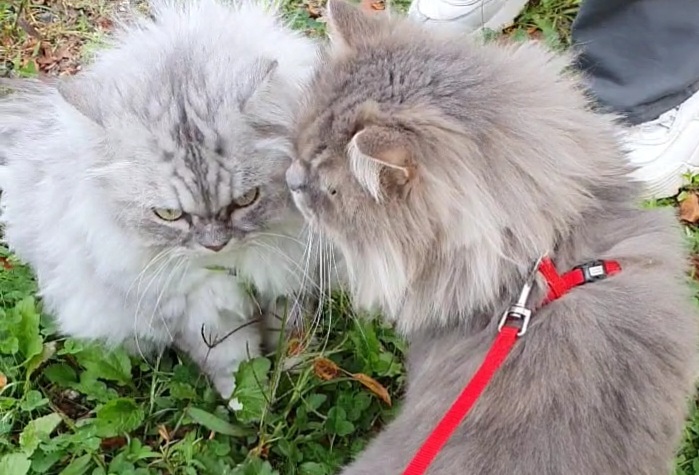  고양이 산책 가다.
